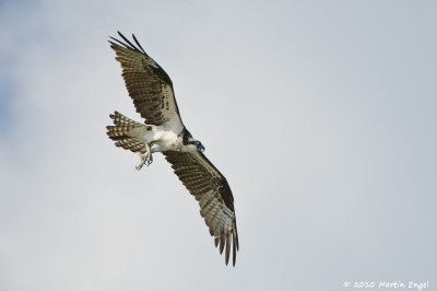 Osprey