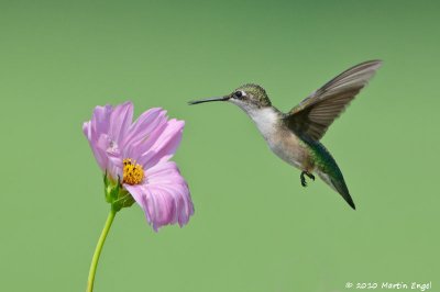 Ruby-throated Hummingbird