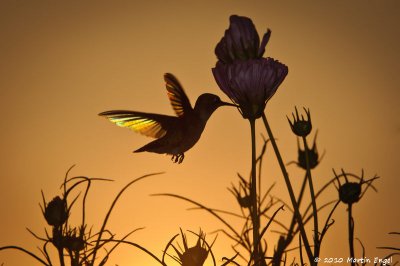 Ruby-throated Hummingbird