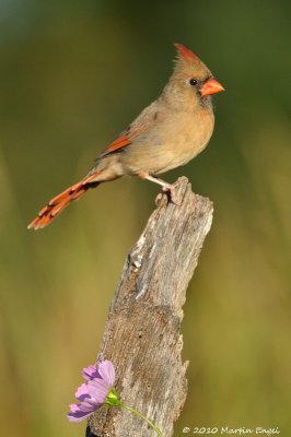Northern Cardinal