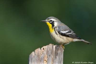 Yellow-throated Warbler