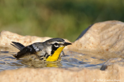 Yellow-throated Warbler