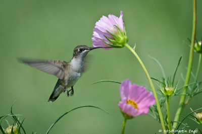 Ruby-throated Hummingbird