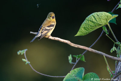 American Goldfinch