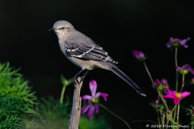 Northern Mockingbird