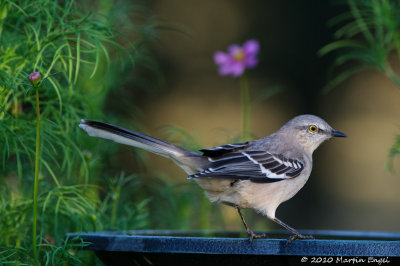 Northern Mockingbird