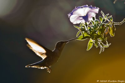 Ruby-throated Hummingbird