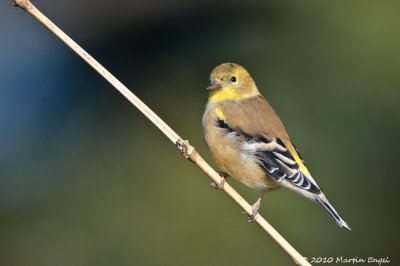 American Goldfinch