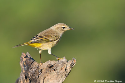 Palm Warbler