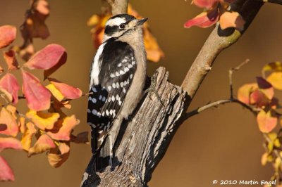 Downy Woodpecker