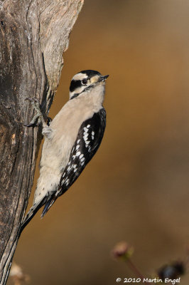 Downy Woodpecker