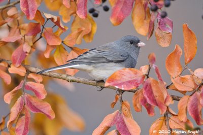 Dark-eyed Junco
