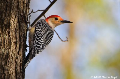 Red-bellied Woodpecker