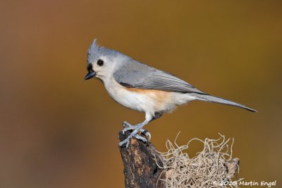 Tufted Titmouse