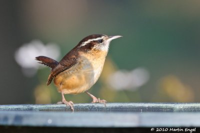 Carolina Wren