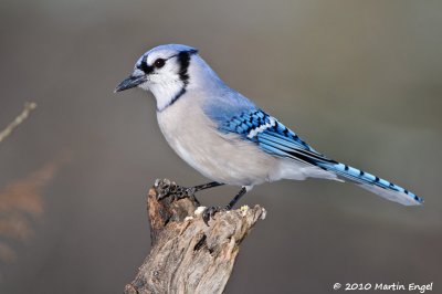 Blue Jay