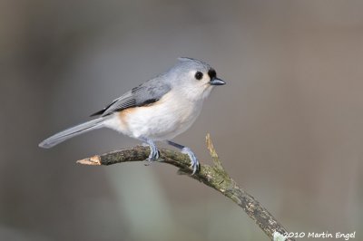 Tufted Titmouse