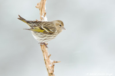 Pine Siskin