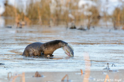 River Otter