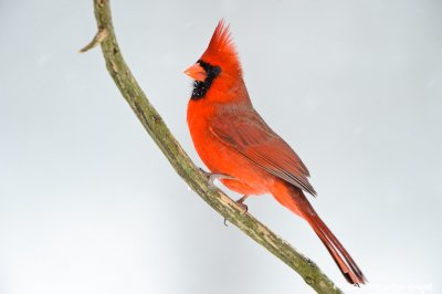 Northern Cardinal