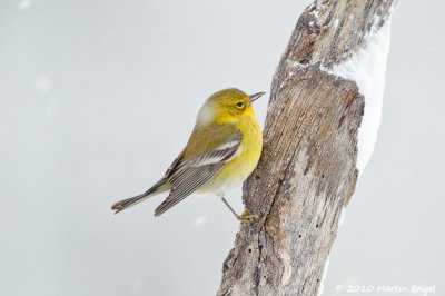 Pine Warbler