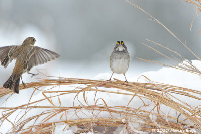 White Throated Sparrow