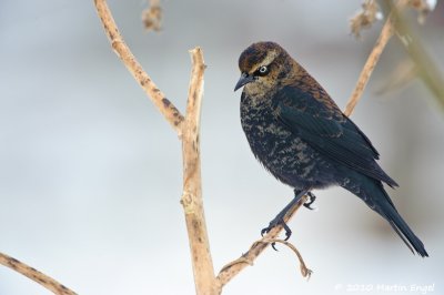 Rusty Blackbird
