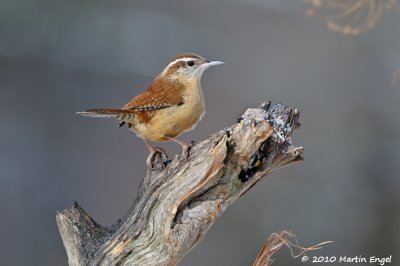 Carolina Wren