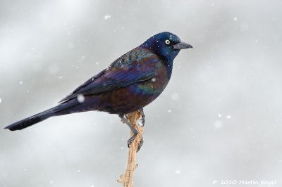 Common Grackle