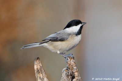 Carolina Chikadee
