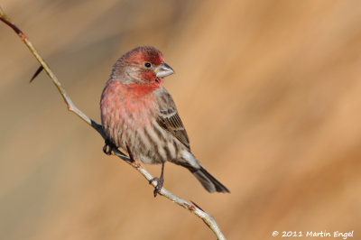 House Finch