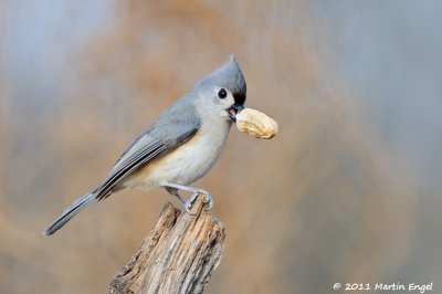 Tufted Titmouse