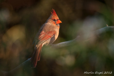 Northern Cardinal