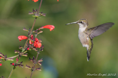 Ruby-throated Hummingbird