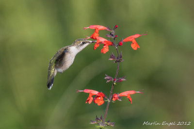 Ruby-throated Hummingbird