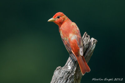 Summer Tanager