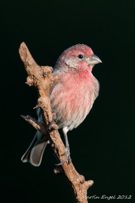 House Finch
