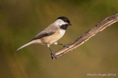 Carolina Chikadee