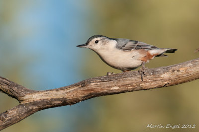 White-breasted Nuthatch