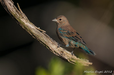 Indigo Bunting