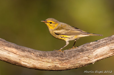 Palm Warbler
