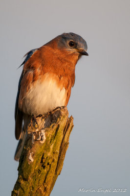Blue Bird