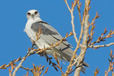 White-tailed Kite