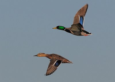 Mallards