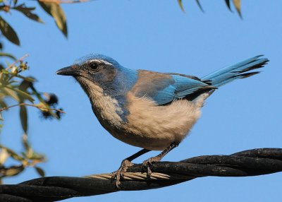 Scrub Jay