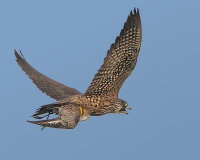 Peregrine Falcon with a Plover