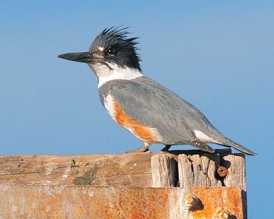 Belted Kingfisher