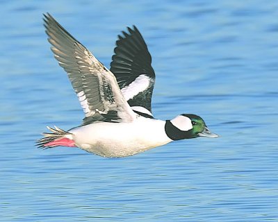 Bufflehead