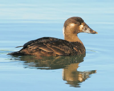 Surf Scoter - female