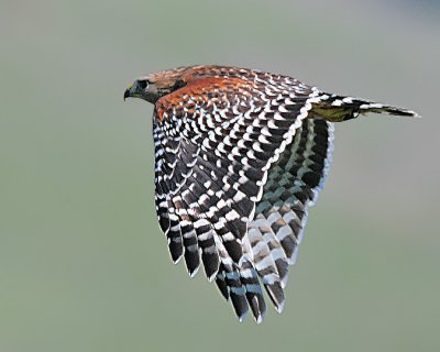 Red-shouldered Hawk